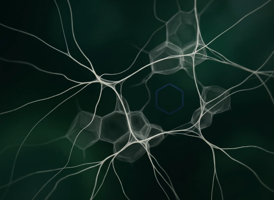 Microscopic network of skin-derived precursor cells