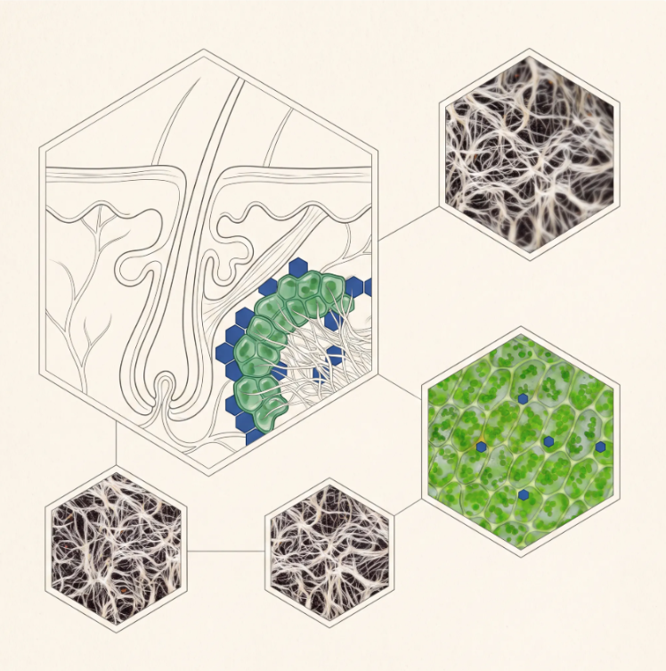 Illustration of SKP stem cells near the hair follicle within skin architecture